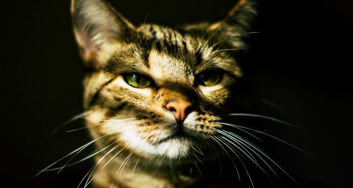 Mon chat vomit : quand faut-il s’inquiéter ?