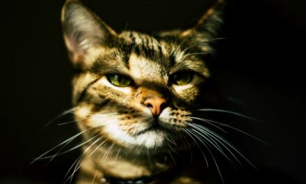 Mon chat vomit : que faire et quand s’inquiéter ?
