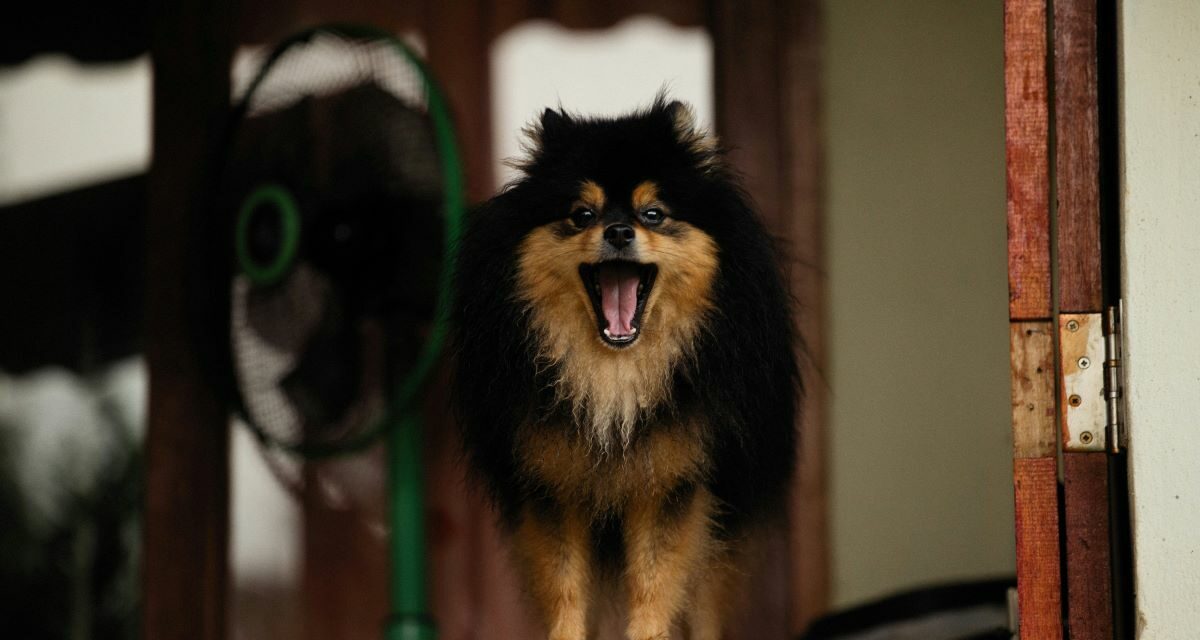 Chien qui aboie tout le temps : les solutions comportementales efficaces