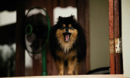 Chien qui aboie sans arrêt : comprendre et agir au quotidien