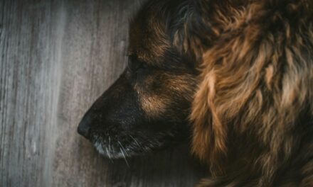 Vieillissement canin : comment reconnaître les symptômes qui imposent un bilan ?