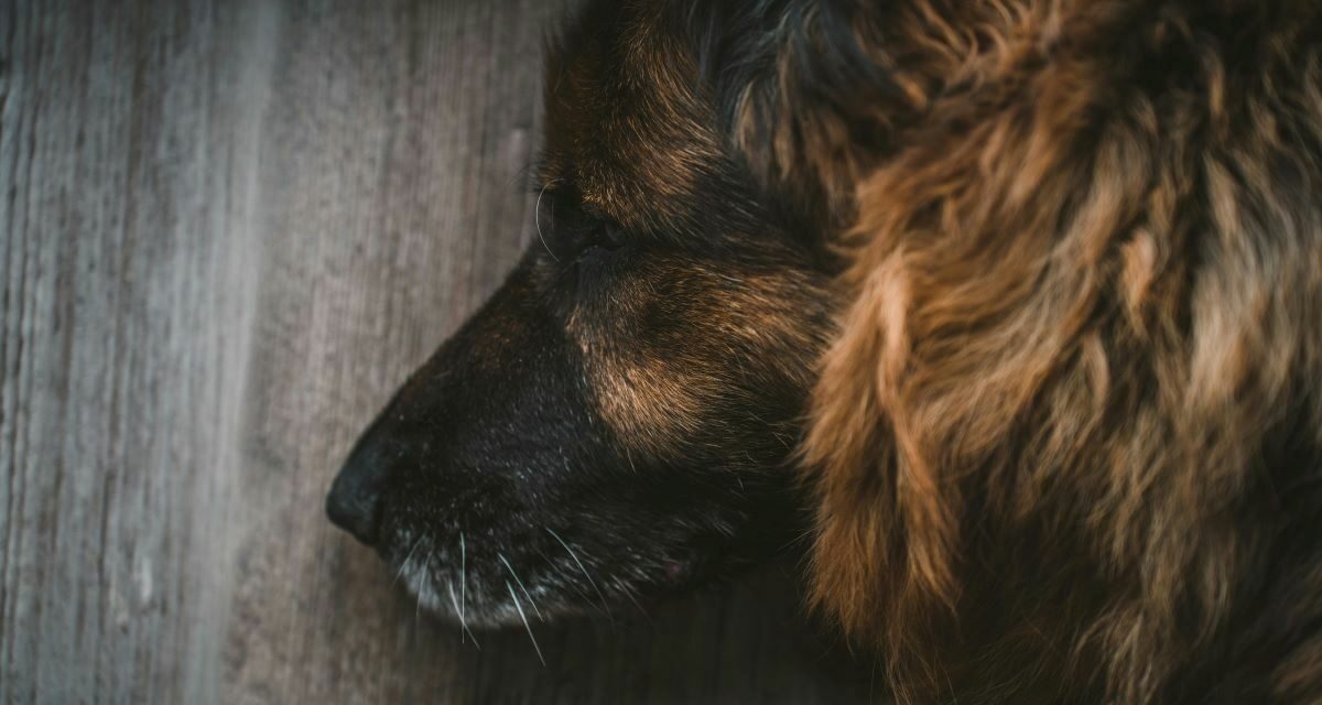 Pourquoi un chien âgé a-t-il du mal à se lever ?