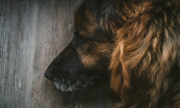 Pourquoi un chien âgé a-t-il du mal à se lever ?