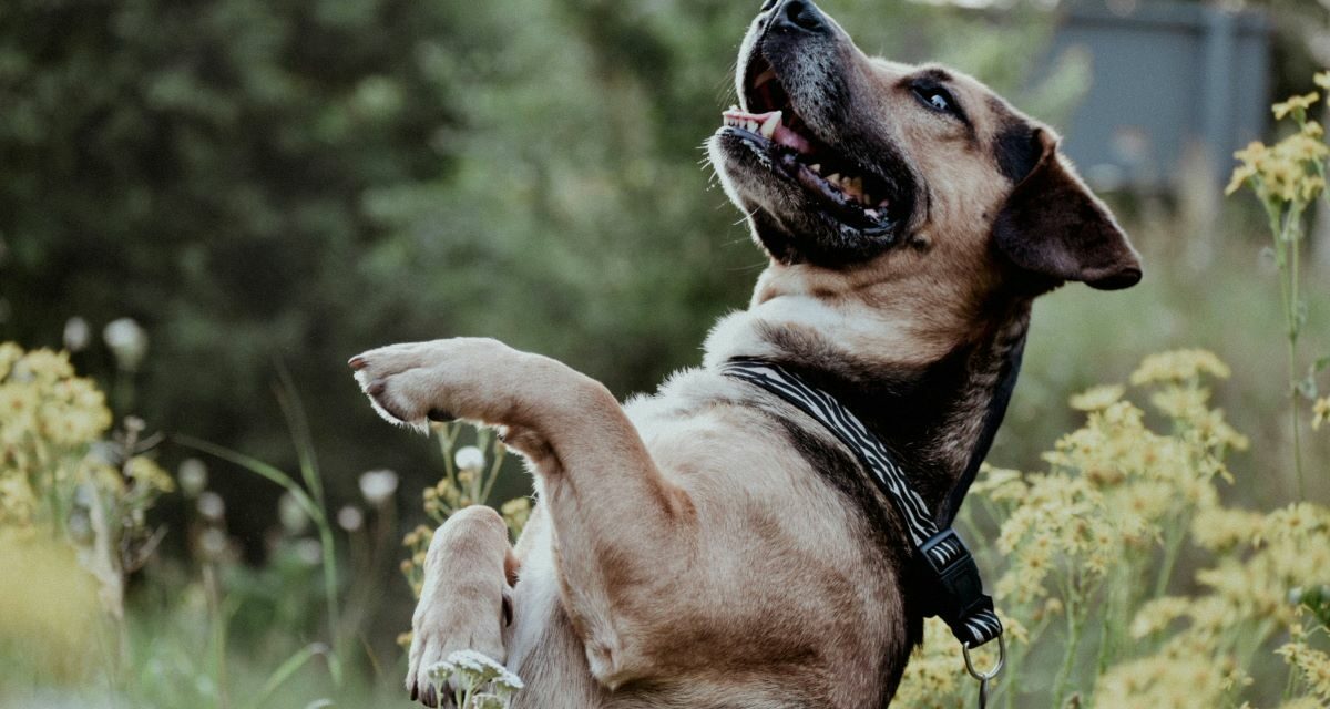 Réactivité et agressivité canine : les solutions comportementales et douces