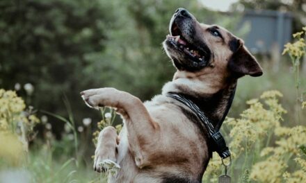 Réactivité et agressivité canine : les solutions comportementales et douces