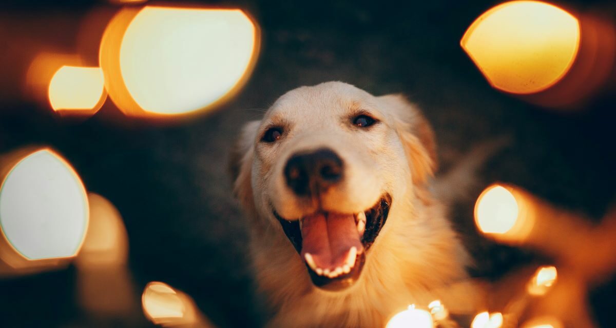 Comment apaiser un chien terrifié par les feux d&rsquo;artifice ?