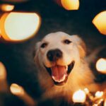 Comment apaiser un chien terrifié par les feux d&rsquo;artifice ?