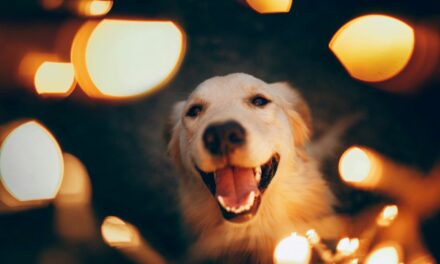 Comment apaiser un chien terrifié par les feux d&rsquo;artifice ?
