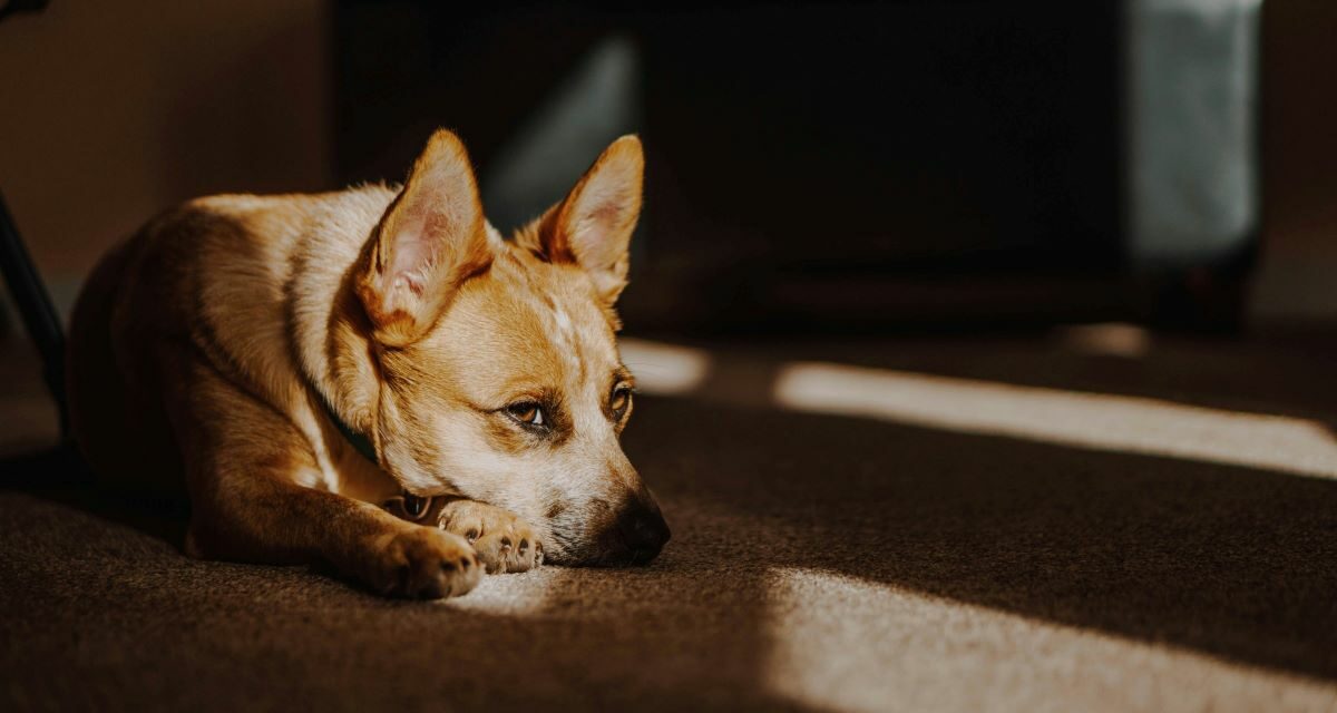 Mon chien ne mange plus : faut-il s’inquiéter ?