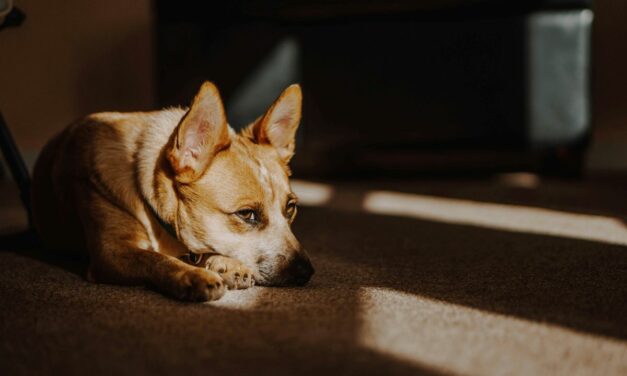 Mon chien ne mange plus : faut-il s’inquiéter ?