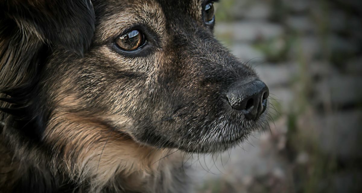 Mon vieux chien est faible du train arrière : comment l&rsquo;aider ?