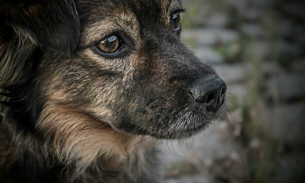 Mon vieux chien est faible du train arrière : comment l&rsquo;aider ?