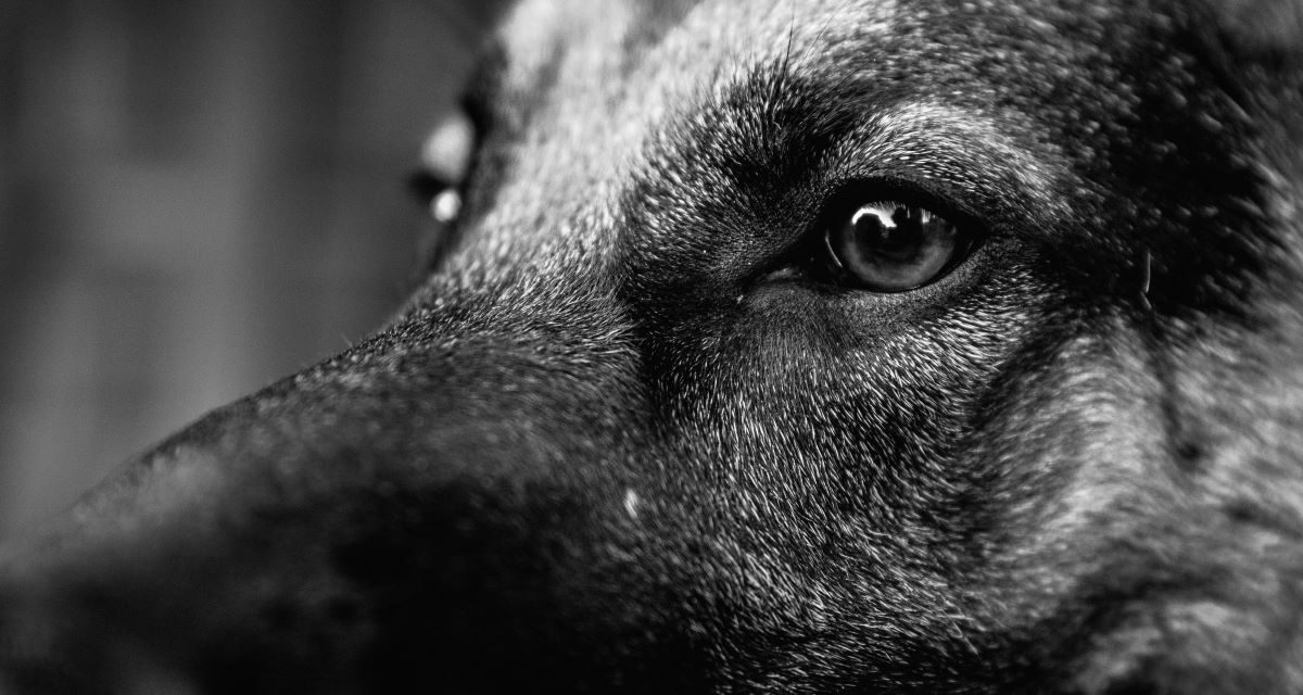 Quel complément alimentaire articulaire choisir pour un chien âgé ?