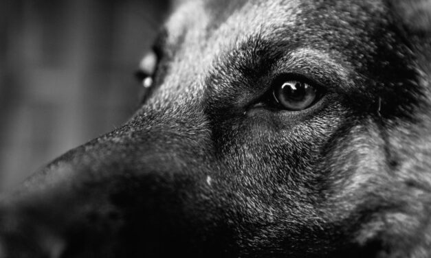 Quel complément alimentaire articulaire choisir pour un chien âgé ?