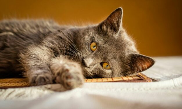 Comment soulager naturellement la constipation du chat ?