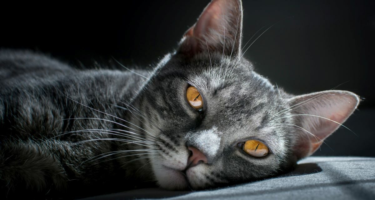 Constipation du chat : que faire et quand s’inquiéter ?