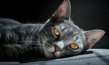 Constipation du chat : que faire et quand s’inquiéter ?