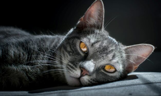 Constipation du chat : que faire et quand s’inquiéter ?