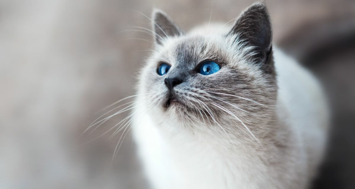 Chat en convalescence : quelle alimentation privilégier ?