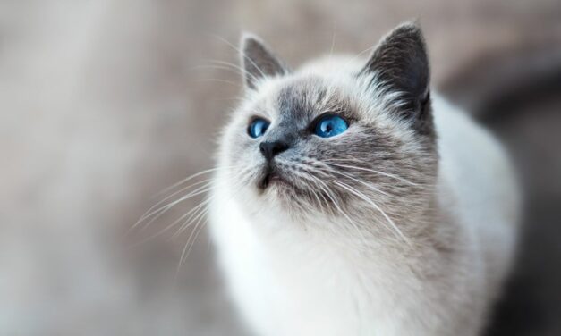 Chat en convalescence : quelle alimentation privilégier ?
