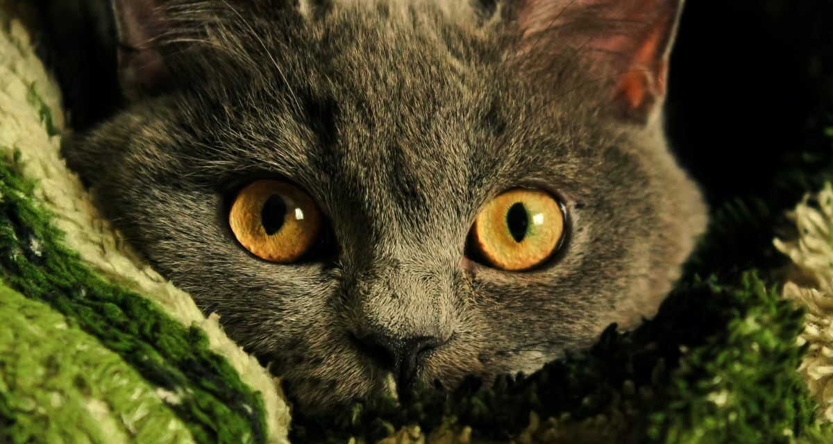 Digestion sensible chez le chat : quelles croquettes privilégier ?