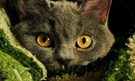 Digestion sensible chez le chat : quelles croquettes privilégier ?