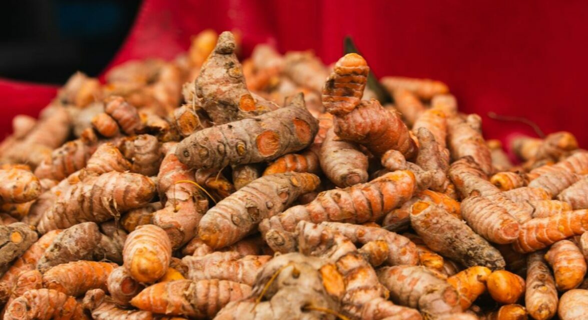 Arthrose du chien : le curcuma est-il utile naturellement ?