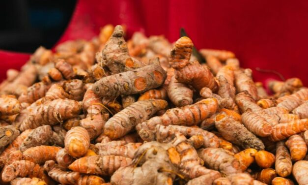 Arthrose du chien : le curcuma est-il utile naturellement ?
