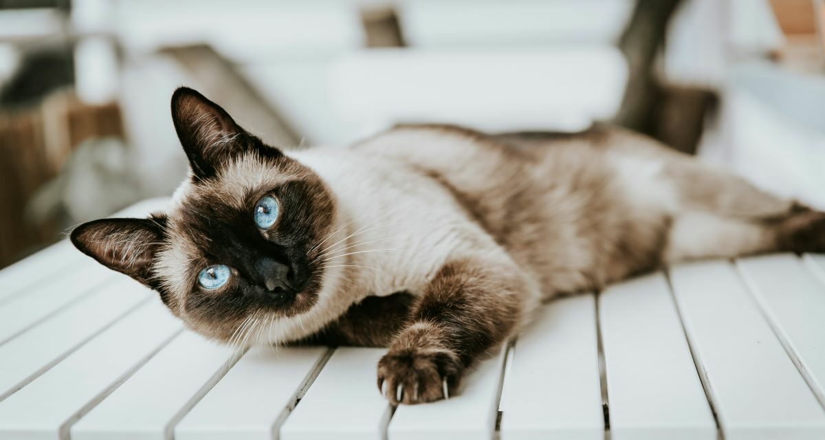 Diarrhée du chat : causes et bons réflexes