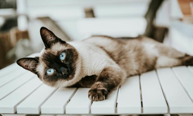 Diarrhée du chat : causes et bons réflexes