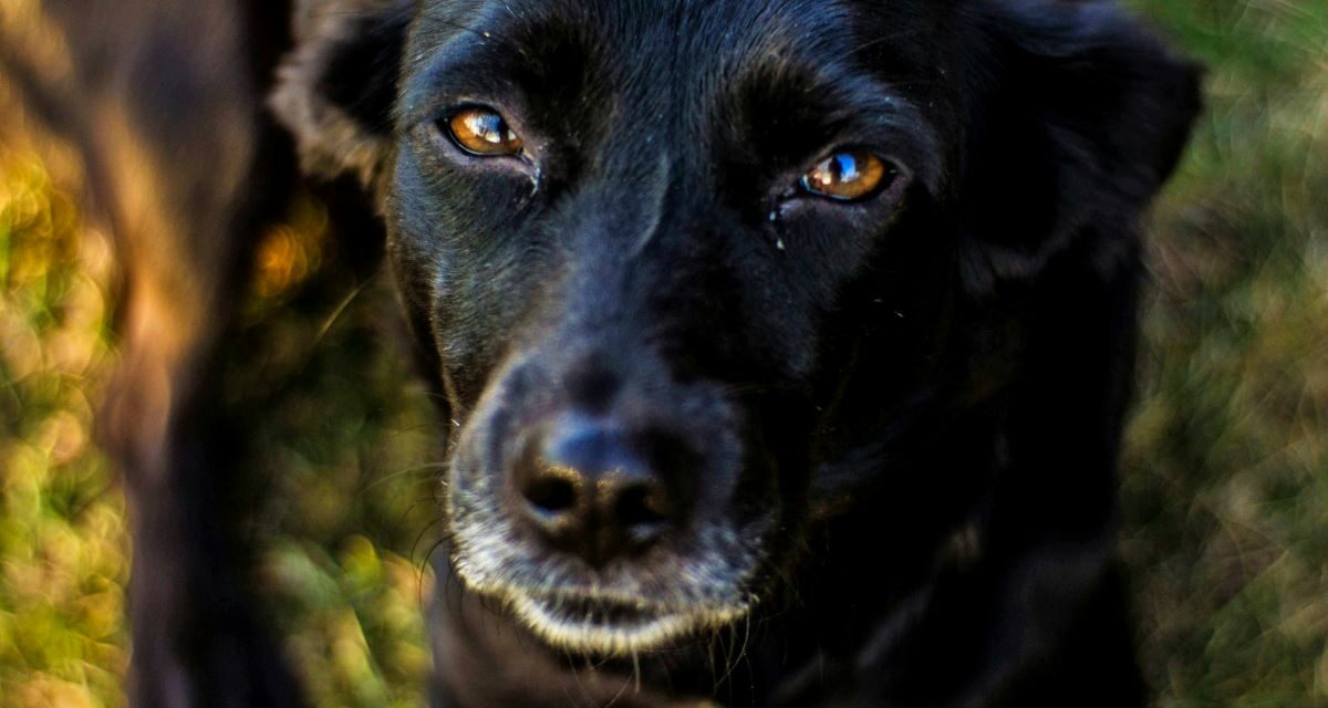 Quels sont les symptômes de la dysplasie de la hanche chez le chien ?