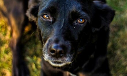 Dysplasie de la hanche chez le chien : symptômes et diagnostic