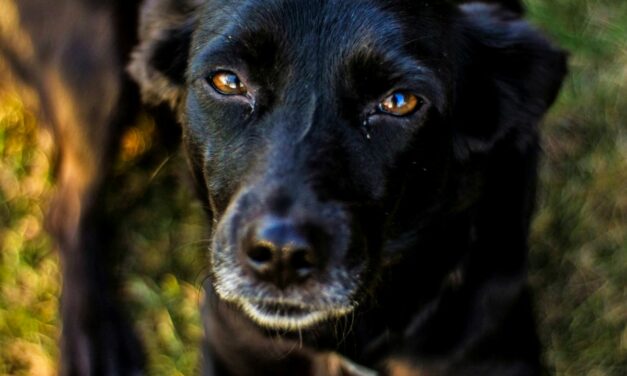 Quels sont les symptômes de la dysplasie de la hanche chez le chien ?