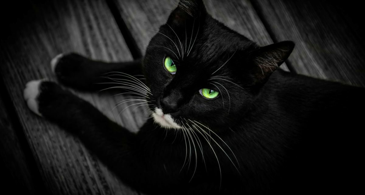 Gale des oreilles chez le chat : symptômes et traitement