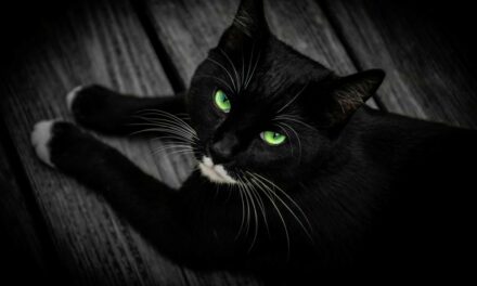 Gale des oreilles chez le chat : symptômes et traitement