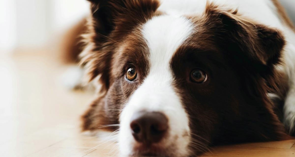 Giardiose chez le chien : symptômes et erreurs à éviter