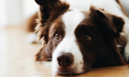 Giardiose du chien : symptômes, traitement et hygiène
