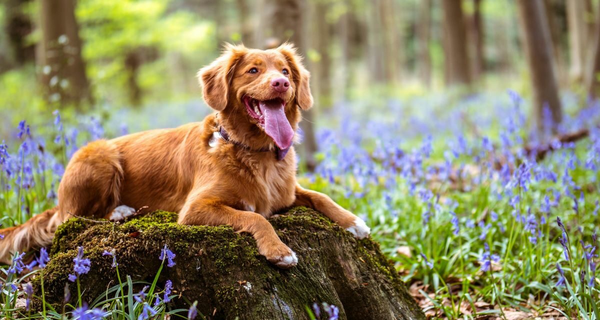 Comment renforcer naturellement l’immunité du chien ?