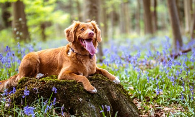 Comment renforcer naturellement l’immunité du chien ?