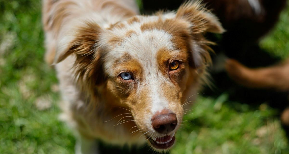 Comment renforcer naturellement l’immunité du chien ?