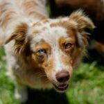 Comment renforcer naturellement l’immunité du chien ?