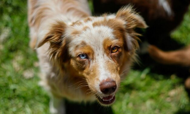 Comment renforcer naturellement l’immunité du chien ?