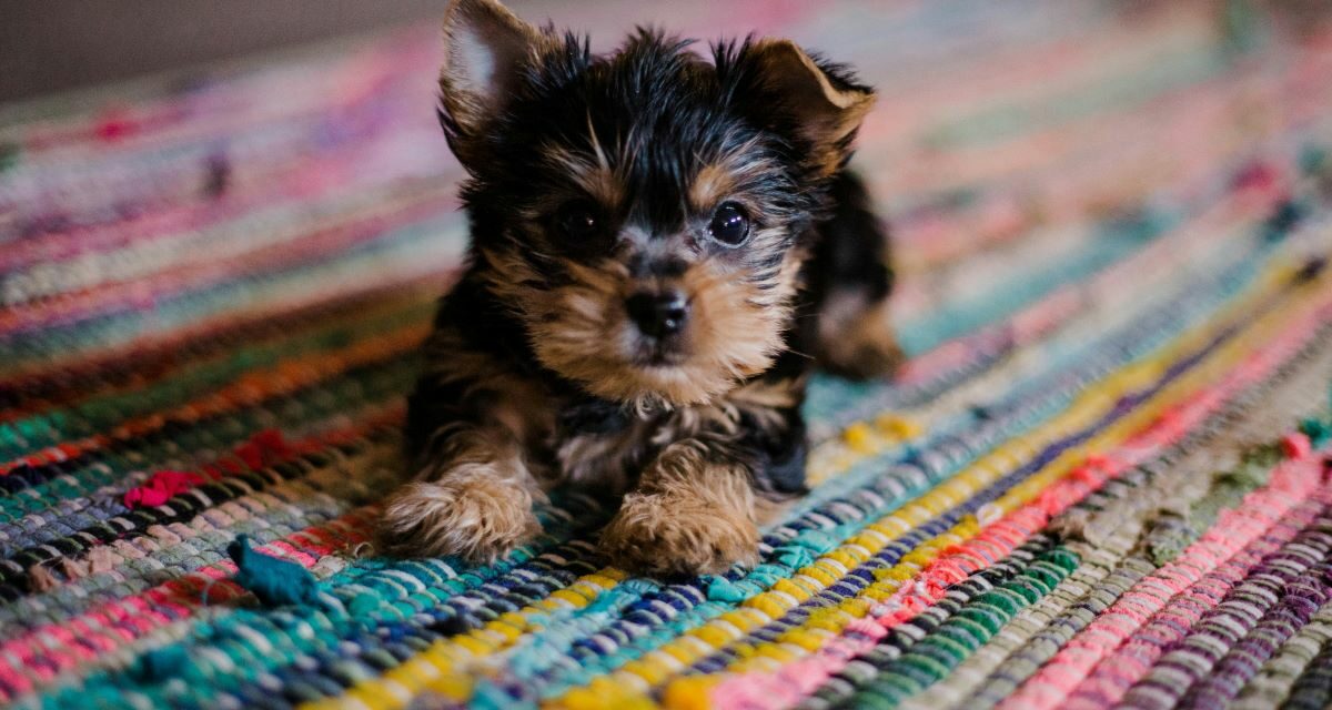 Immunité du chiot : comment la renforcer naturellement ?