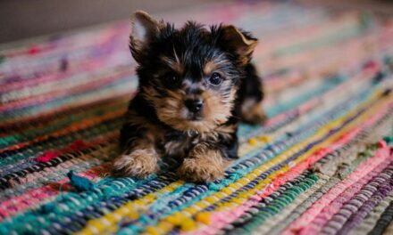 Immunité du chiot : comment la renforcer naturellement ?