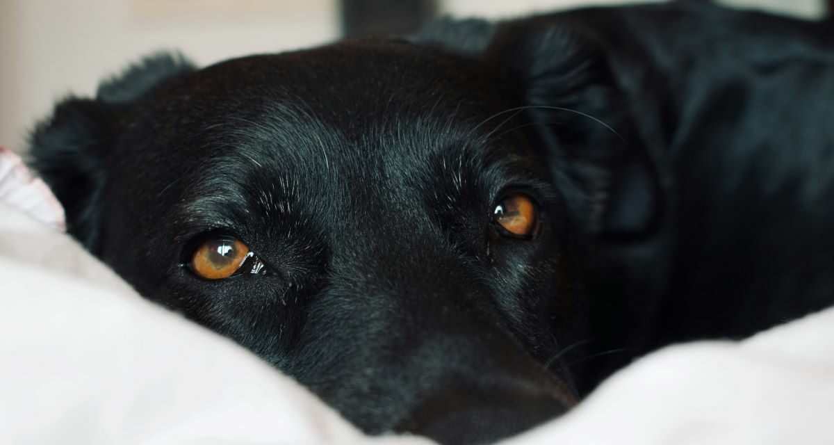 Pourquoi choisir un panier orthopédique pour un chien âgé ?