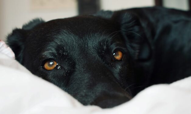 Pourquoi choisir un panier orthopédique pour un chien âgé ?