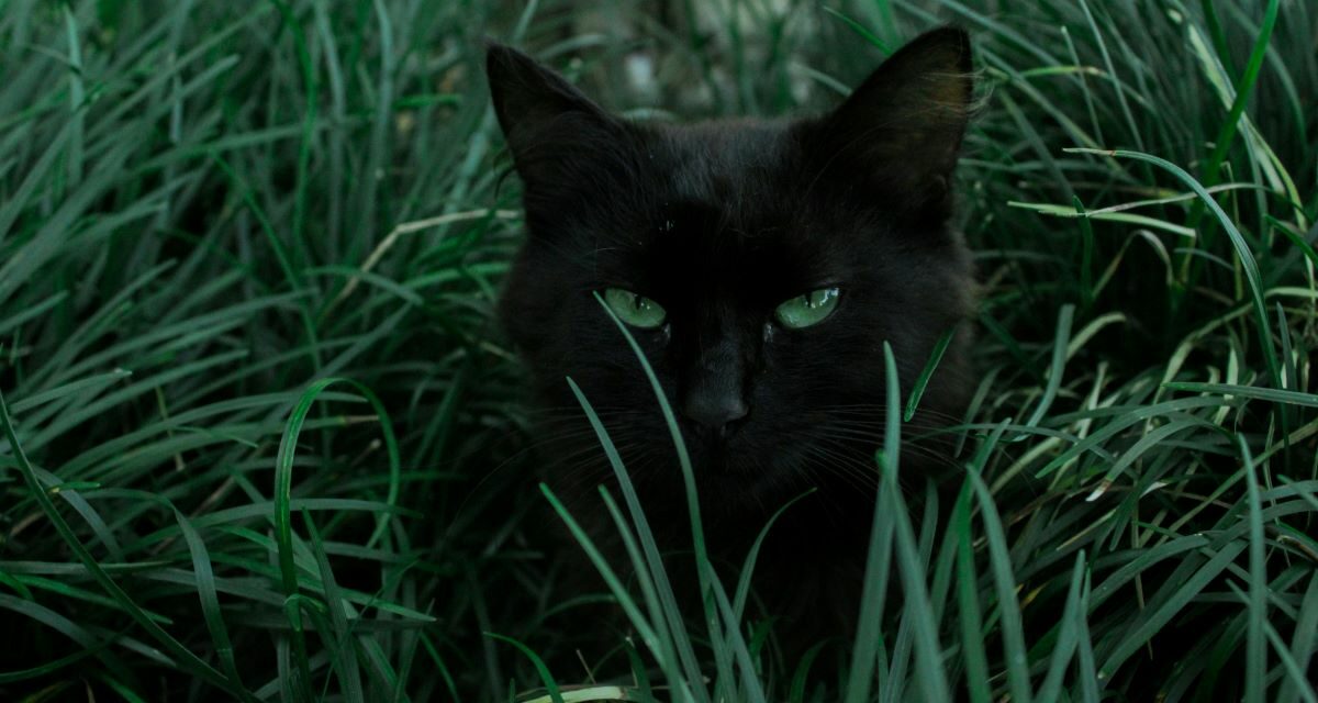 Pourquoi la perméthrine est dangereuse chez le chat ?