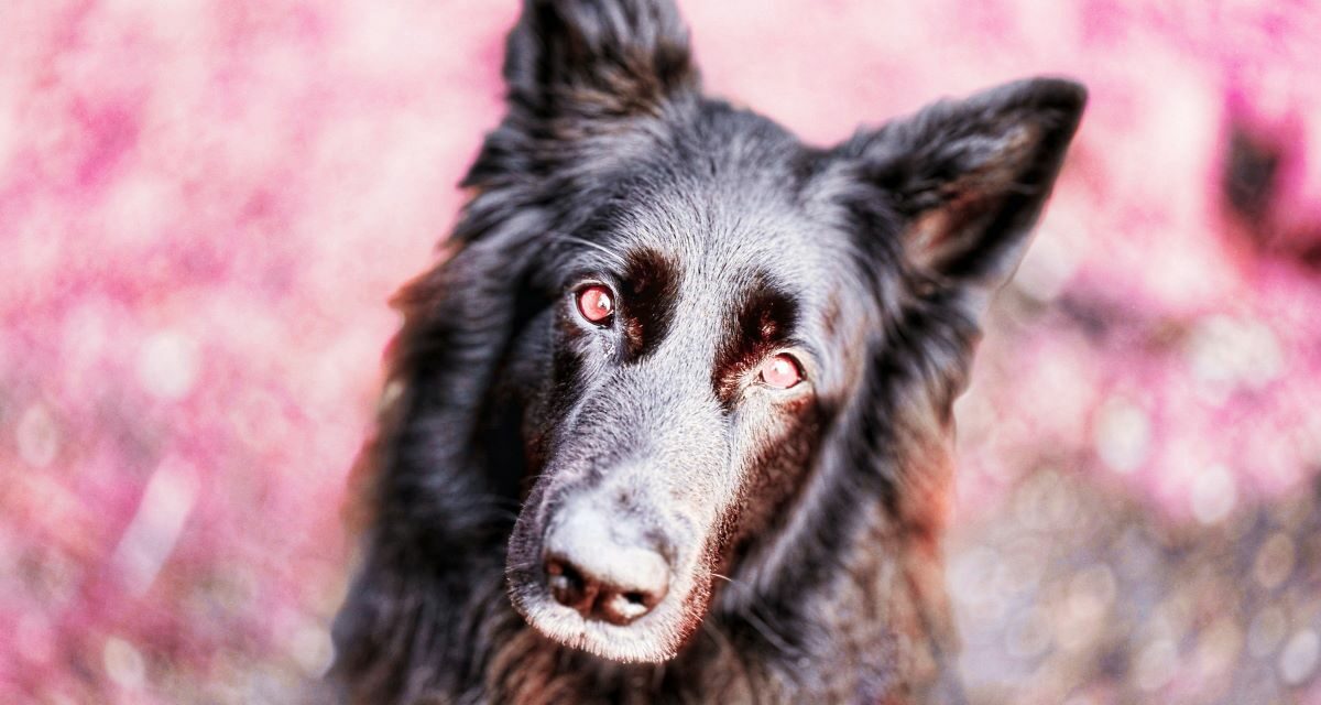 Quelle phytothérapie utiliser contre l’arthrose du chien ?