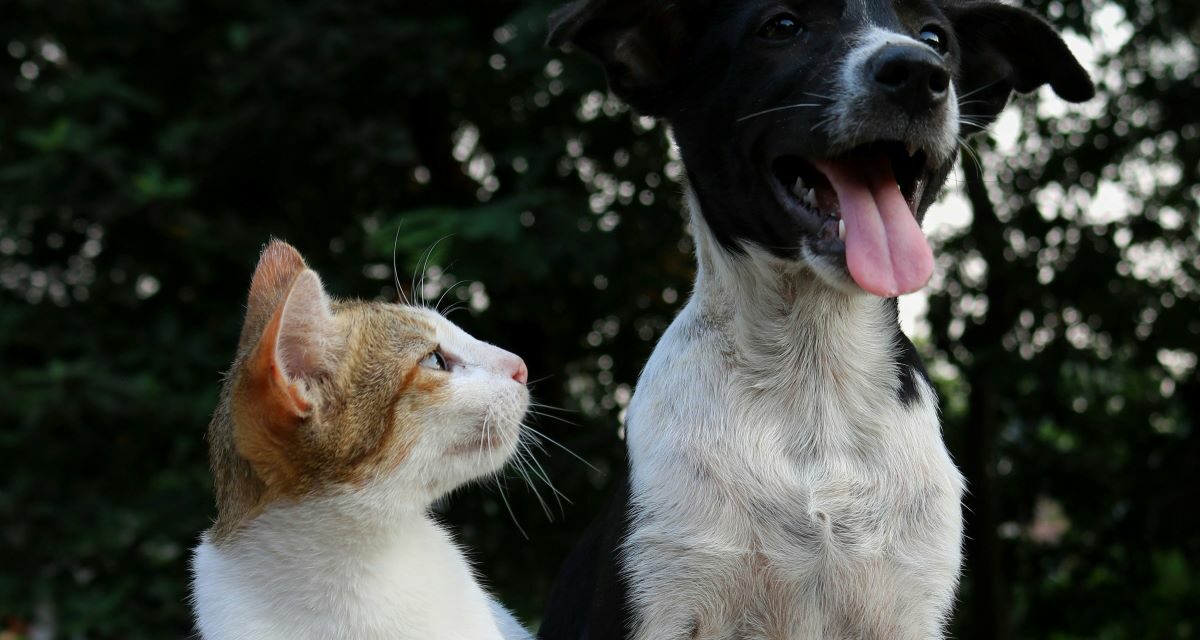 Phytothérapie animale : les plantes utiles chez les animaux