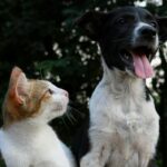 Phytothérapie animale : les plantes utiles chez les animaux